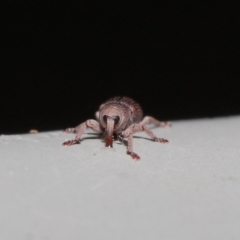 Curculionidae (family) (Unidentified weevil) at Hackett, ACT - 19 Jun 2020 by TimL