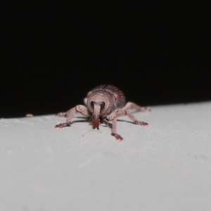 Curculionidae (family) at Hackett, ACT - 19 Jun 2020 12:13 PM