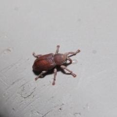 Curculionidae (family) at Hackett, ACT - 19 Jun 2020 12:13 PM