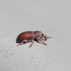 Curculionidae (family) at Hackett, ACT - 19 Jun 2020 12:13 PM