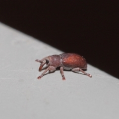 Curculionidae (family) at Hackett, ACT - 19 Jun 2020 12:13 PM