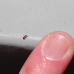 Curculionidae (family) at Hackett, ACT - 19 Jun 2020