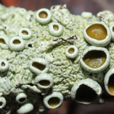 Parmeliaceae (family) (A lichen family) at ANBG - 21 Jun 2020 by Tim L