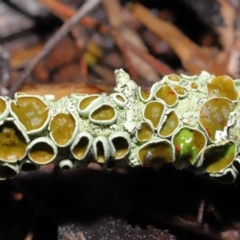 Parmeliaceae (family) at Hackett, ACT - 21 Jun 2020