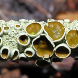 Parmeliaceae (family) at Hackett, ACT - 21 Jun 2020