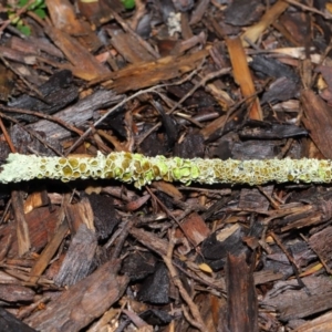 Parmeliaceae (family) at Hackett, ACT - 21 Jun 2020