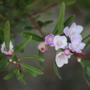 Crowea exalata subsp. magnifolia at Broulee, NSW - suppressed