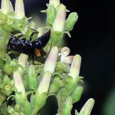 Unidentified Other Shrub at Ridgewood, QLD - 19 Jun 2020 by Pratty