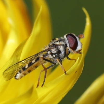 Syrphini (tribe) (Unidentified syrphine hover fly) at Acton, ACT - 19 Jun 2020 by TimL