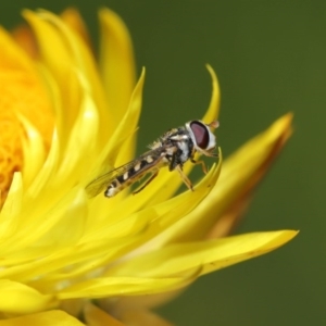 Syrphini sp. (tribe) at Acton, ACT - 19 Jun 2020