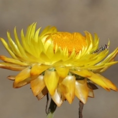 Syrphini sp. (tribe) at Acton, ACT - 19 Jun 2020