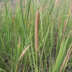 Typha domingensis (Bullrush) at Weston, ACT - 2 Mar 2020 by MichaelBedingfield