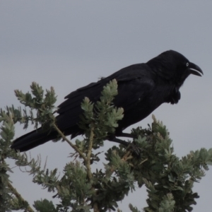 Corvus coronoides at Weston, ACT - 2 Mar 2020 06:29 PM