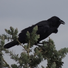Corvus coronoides (Australian Raven) at Coombs Ponds - 2 Mar 2020 by michaelb