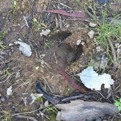 Unverified Feral hoofed introduced mammal at Majura, ACT - 19 Jun 2020 by JaneR