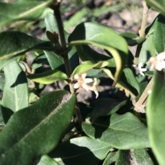 Marsdenia suaveolens (Scented Marsdenia) at FS Private Property - 12 Jun 2020 by SueHob