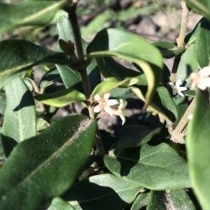 Marsdenia suaveolens at Stewart #3 Ironstone - 12 Jun 2020