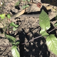 Pandorea pandorana (Wonga Wonga Vine) at Stewart #3 Ironstone - 12 Jun 2020 by SueHob