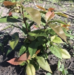 Elaeocarpus reticulatus (Blueberry Ash, Fairy Petticoats) at Yatte Yattah, NSW - 12 Jun 2020 by SueHob