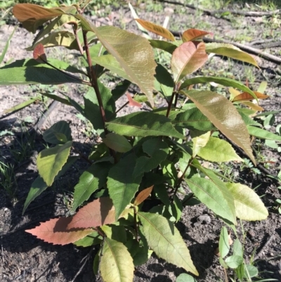 Elaeocarpus reticulatus (Blueberry Ash, Fairy Petticoats) at FS Private Property - 12 Jun 2020 by SueHob