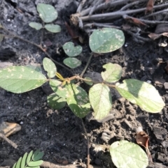 Kennedia rubicunda (Dusky Coral Pea) at FS Private Property - 12 Jun 2020 by SueHob