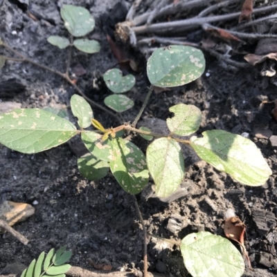 Kennedia rubicunda (Dusky Coral Pea) at FS Private Property - 12 Jun 2020 by SueHob