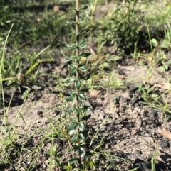 Tetratheca sp. at Yatte Yattah, NSW - 12 Jun 2020 by SueHob