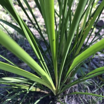 Lomandra longifolia (Spiny-headed Mat-rush, Honey Reed) at FS Private Property - 12 Jun 2020 by SueHob