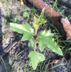 Podolobium ilicifolium (Prickly Shaggy-pea) at Yatte Yattah, NSW - 12 Jun 2020 by SueHob