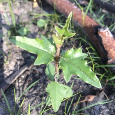 Podolobium ilicifolium (Prickly Shaggy-pea) at Yatte Yattah, NSW - 12 Jun 2020 by SueHob