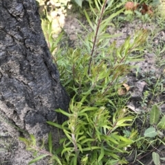 Persoonia linearis (Narrow-leaved Geebung) at FS Private Property - 12 Jun 2020 by SueHob