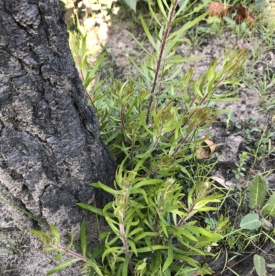 Persoonia linearis (Narrow-leaved Geebung) at Yatte Yattah, NSW - 12 Jun 2020 by SueHob