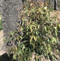 Corymbia gummifera (Red Bloodwood) at FS Private Property - 12 Jun 2020 by SueHob