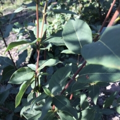 Syncarpia glomulifera subsp. glomulifera (Turpentine) at FS Private Property - 12 Jun 2020 by SueHob