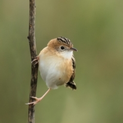 Cisticola exilis (Golden-headed Cisticola) at Fyshwick, ACT - 22 Jun 2020 by Roger