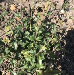 Podolobium ilicifolium (Prickly Shaggy-pea) at FS Private Property - 12 Jun 2020 by SueHob