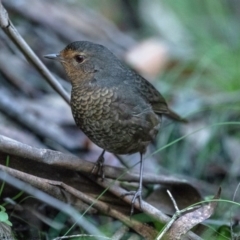 Pycnoptilus floccosus (Pilotbird) at Paddys River, ACT - 24 Jun 2020 by Roger