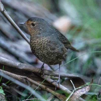 Pycnoptilus floccosus (Pilotbird) at Paddys River, ACT - 24 Jun 2020 by Roger