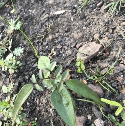 Pandorea pandorana (Wonga Wonga Vine) at FS Private Property - 12 Jun 2020 by SueHob