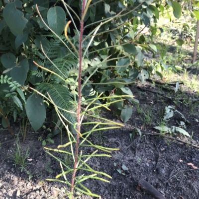 Banksia spinulosa var. spinulosa (Hairpin Banksia) at FS Private Property - 12 Jun 2020 by SueHob