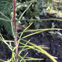 Banksia spinulosa var. spinulosa at Yatte Yattah, NSW - 12 Jun 2020