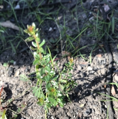 Tetratheca sp. at Stewart #3 Ironstone - 12 Jun 2020 by SueHob