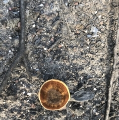 Unidentified Cup or disk - with no 'eggs' at Yatte Yattah, NSW - 12 Jun 2020 by SueHob