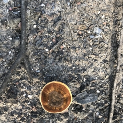 Unverified Fungus at Yatte Yattah, NSW - 12 Jun 2020 by SueHob