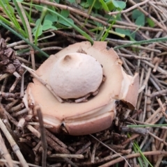 Geastrum sp. (genus) (An earthstar) at Majura, ACT - 23 Jun 2020 by sbittinger