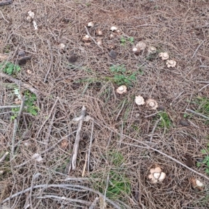 Geastrum sp. at Majura, ACT - 23 Jun 2020