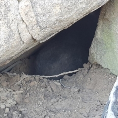 Vombatus ursinus (Common wombat, Bare-nosed Wombat) at Cooleman Ridge - 24 Jun 2020 by ChrisHolder