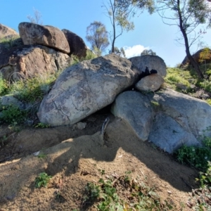 Vombatus ursinus at Chapman, ACT - 24 Jun 2020