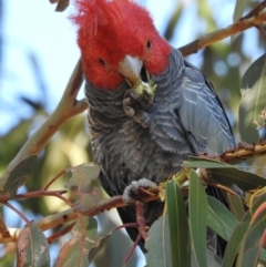 Callocephalon fimbriatum (Gang-gang Cockatoo) at Acton, ACT - 24 Jun 2020 by CorinPennock