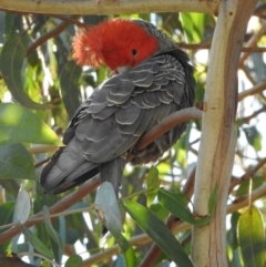 Callocephalon fimbriatum at Acton, ACT - suppressed